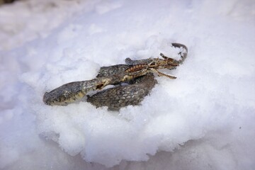 A dead snake appears after some snow melts.
The water snake has failed to hibernate.
The suffering...