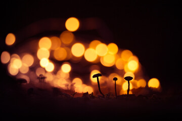 Fototapeta premium An artistic silhouettes of small mushrooms with colorful bokeh in the background. Small fungi growing on a forest floor.