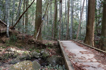 wooden bridge in the forest