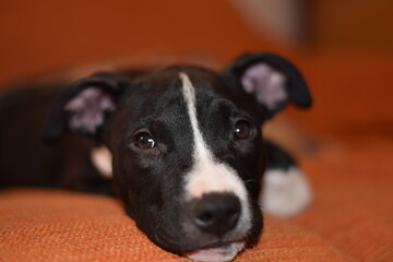 American Staffordshire Terrier Puppy