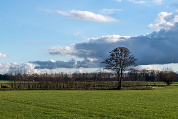 Tree in meadow in front of cloud on bright day