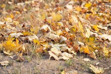 autumn leaves on the ground