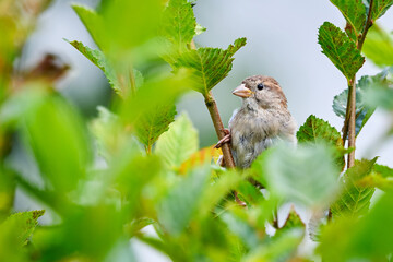 House sparrow female bird (Passer domesticus)	
