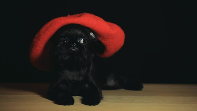 footage of dog hat dark background 