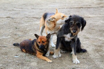 three playful stray dogs on the street