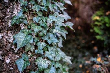 Green ivy leaves on a tree trunk, close-up.