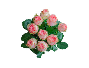 bouquet of pink roses on a white background