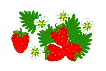 Strawberries, white flowers, bright red berries, green leaves on a white background