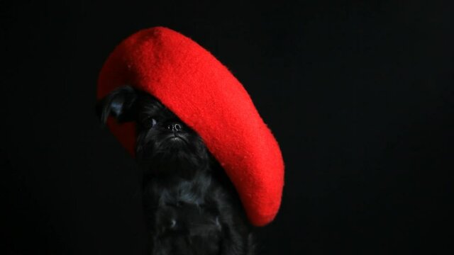 footage of dog hat dark background 