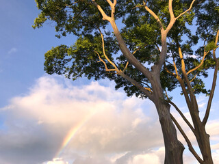 Árbol iluminado junto al arco iris