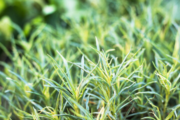 Green grass. Summer or spring morning. Horizontal image with blurred background. Nature theme.