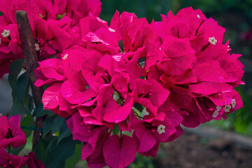 Morning field background with wild flowers. Wild flowers in a meadow nature.