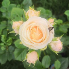 beautiful yellow rose