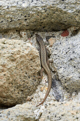 Common wall lizard sunbathing (Podarcis Muralis)	
