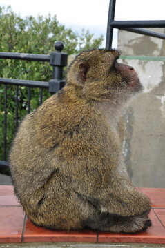 Side View Furry Adult Ape Looks Up. Gibraltar Barbary Macaque Monkey Sitting On Wet Fence And Looking Up. Brown Fluffy Magot In Profile