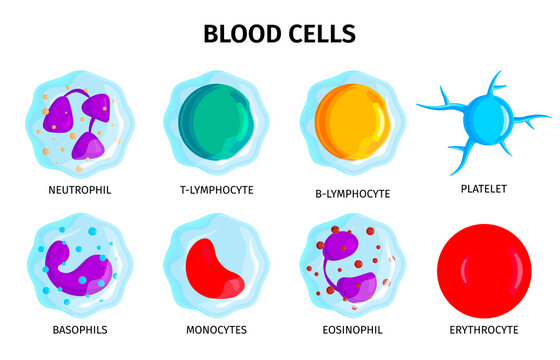 Blood Cells Set