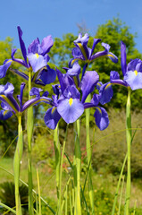 Flowers of Iris &times; germanica, a plant cultivated for its beauty. Iturraran Botanical Garden, Gipuzkoa, Basque Country