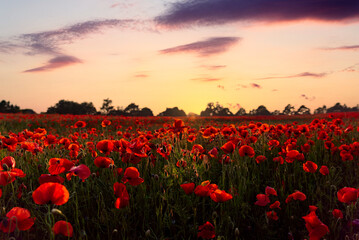Fototapeta na wymiar Stunning summer orange evening sunset over countryside poppy flower field full with hundreds of wild bright vibrant natural red poppies glowing in beautiful sunshine rays