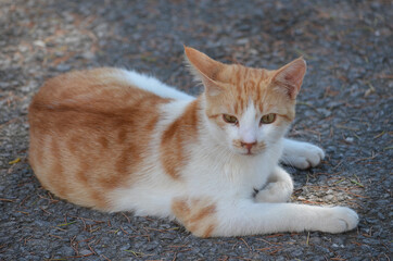 The stretch of a cat with orange and white colors. A close-up view of a two-color cat.