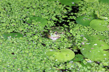 Green Frog (Rana clamitans) in a pond surrounded by duckweed