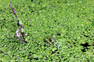 Green Frog (Rana clamitans) in a pond surrounded by duckweed