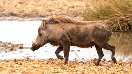 Single african warthog in swamp in Mauritania