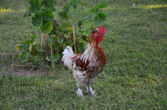 Close-up image of a brown and white rooster. A rooster wandering on the lawn.