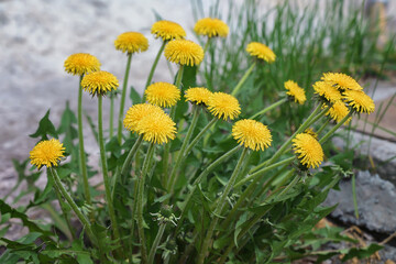 Yellow bright dandelion flowers on a sunny spring day, close-up. Many fluffy flowers on the bush and soft green spring foliage. Bright colors of spring, beauty around us 