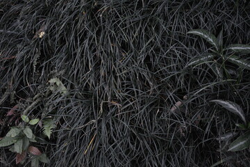 close-up of beautiful green grass for home decoration.