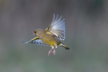 Close up view of a greenfinch in flight