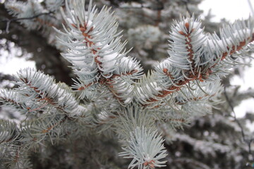 winter russian forest snow trees