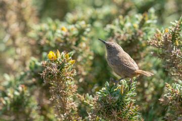The Cobb's Wren (Troglodytes cobbi)