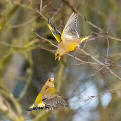 Goldfinches arguing in flight in the afternoon sun