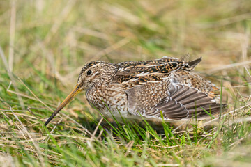 The Magellanic Snipe (Gallinago magellanica)