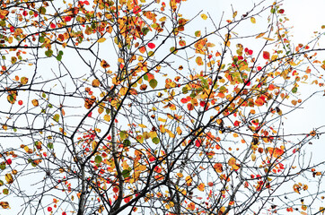 foto autunno foglie albero 