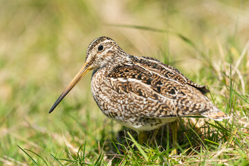 The Magellanic Snipe (Gallinago magellanica)