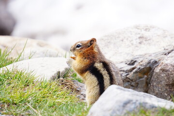 カナダバンフのシマリス