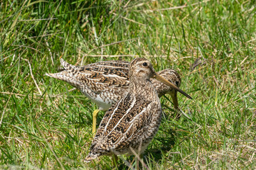 The Magellanic Snipe (Gallinago magellanica)
