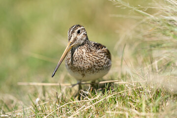 The Magellanic Snipe (Gallinago magellanica)