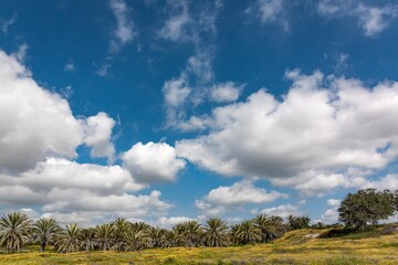 Obraz premium clouds over a field of palm trees