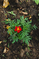 top view of carnation just planted in garden