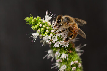 Bee Getting nectar from Mint flower Macro