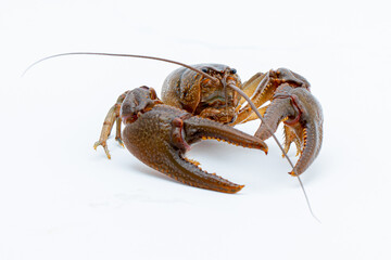 Crawlfish