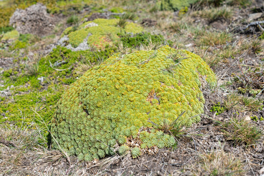 Bolax gummifera plants