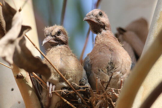 close up of a dove chiks in birds