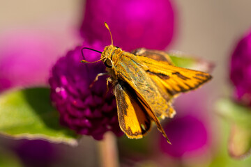 Butterfly & Flower