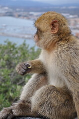 Side view cute furry ape with food in monkey hand. Gibraltar Barbary macaque monkey sitting and holding food in hand before eating. Macaca sylvanus in profile and big ear on fluffy head