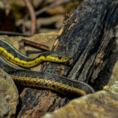 snake resring on a branch