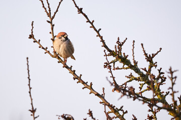 Eurasian tree sparrow bird sitting on a branch (Passer montanus)	