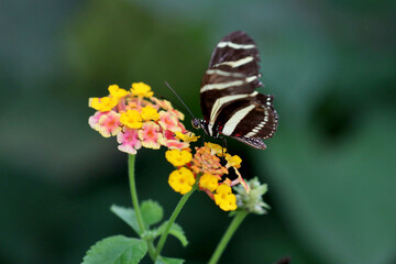 a brown butterfly with white stripes on a background of colorful flowers on a green background